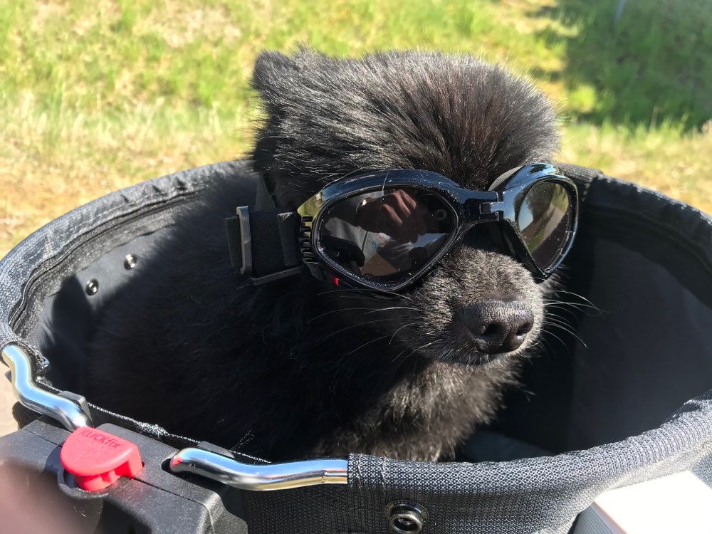 Hundetreffen-Gasdi gehen-Profilbild