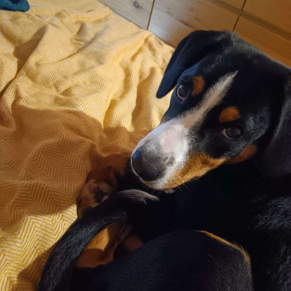 Hundetreffen-Spaziergang und spielen-Profilbild