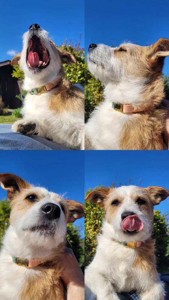 Hundetreffen-Unsicherheit mit anderen Hunden abbauen-Profilbild