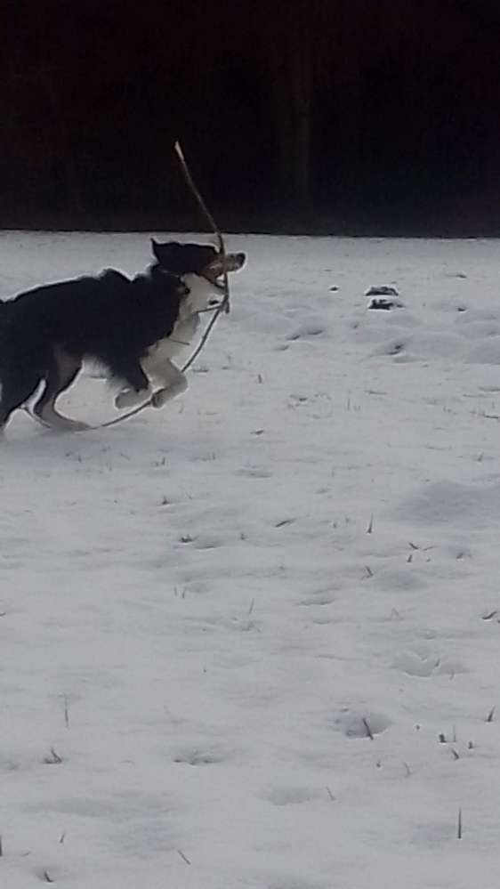 Hundetreffen-Junghund "Tollerei"-Profilbild