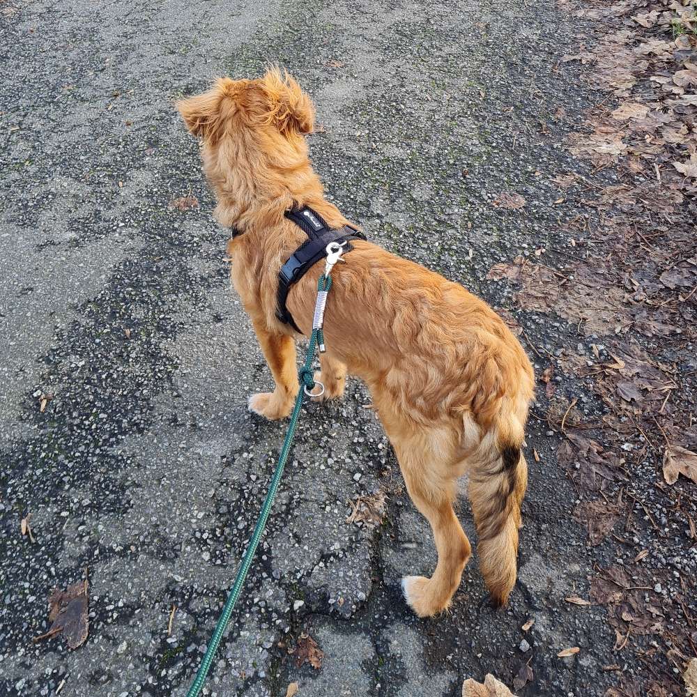 Hundetreffen-Spiel und Gassi-Freund gesucht-Profilbild