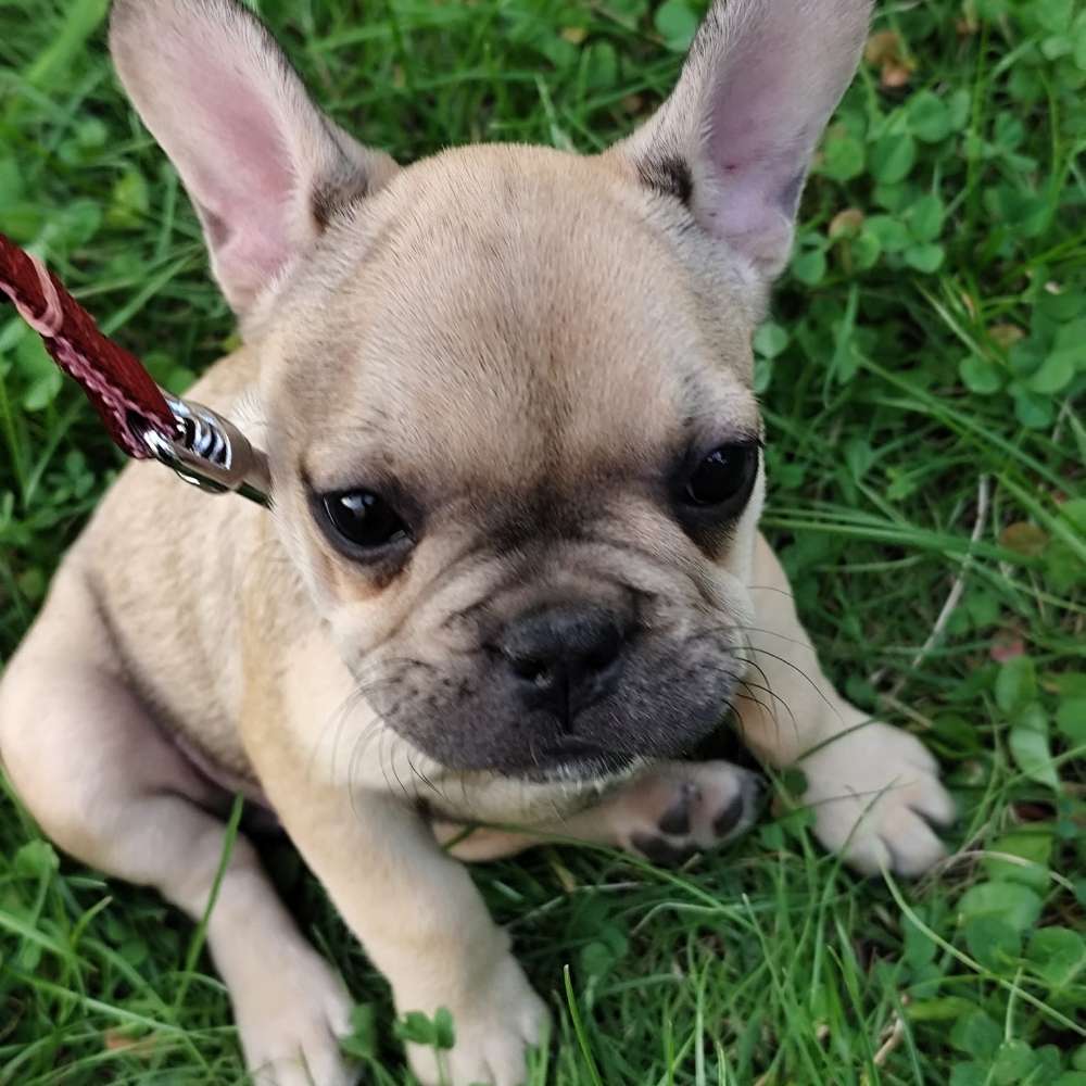 Hundetreffen-Spielkameraden gesucht 🥰-Profilbild