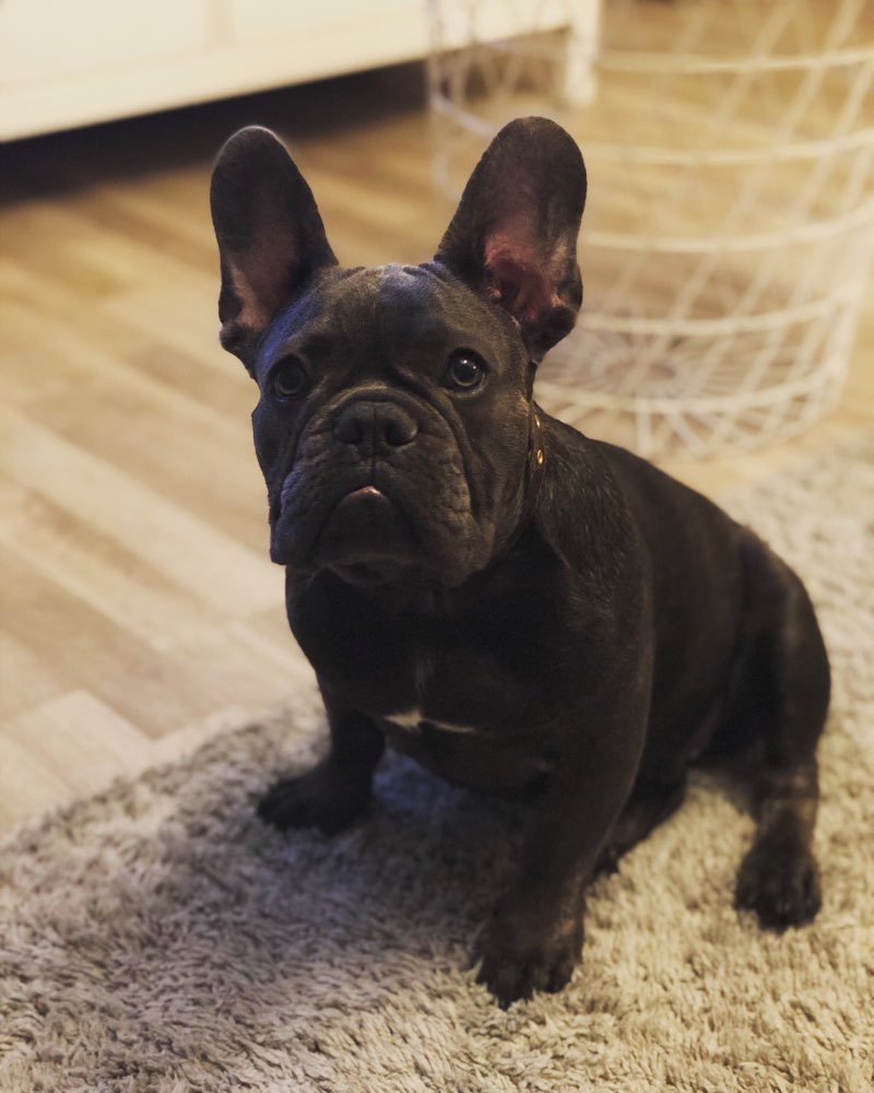 Hundetreffen-Spielfreunde gesucht-Profilbild