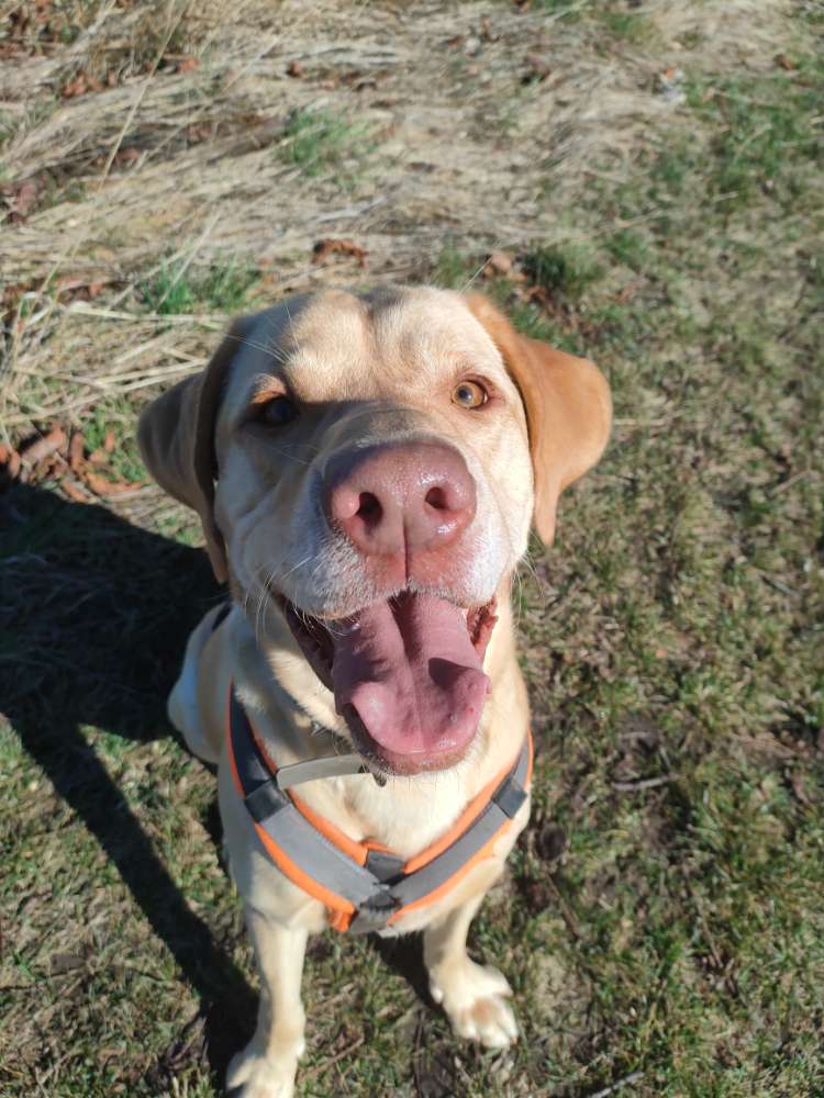 Hundetreffen-Training und danach toben-Profilbild