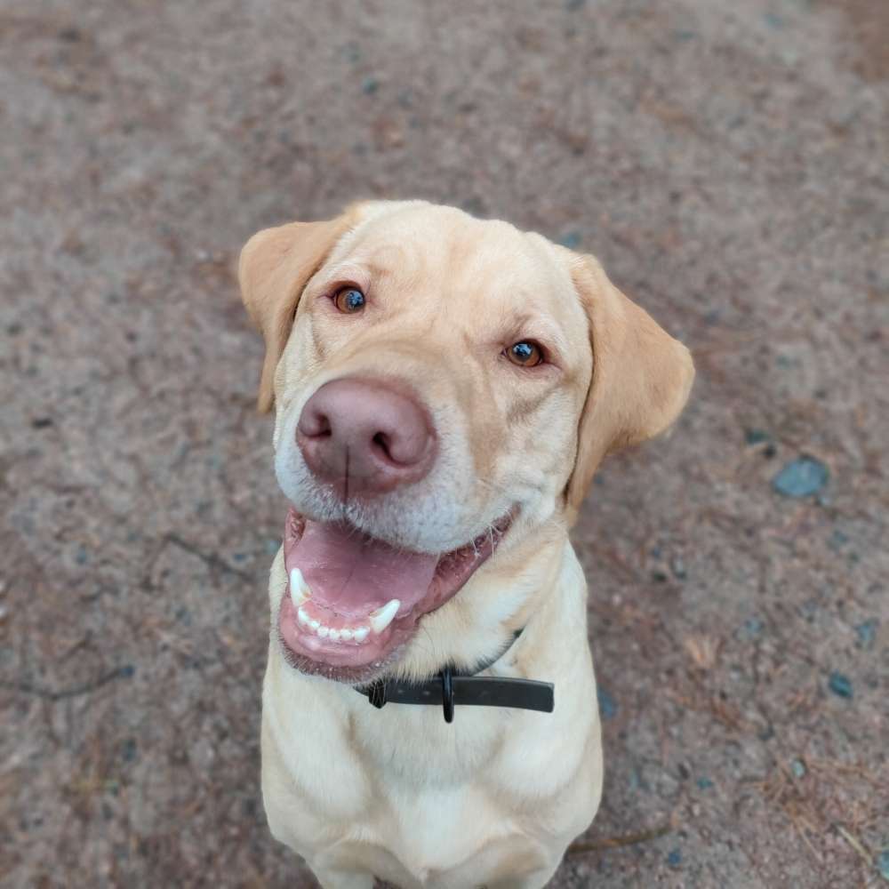 Hundetreffen-Gassirunde in Possendorf/Bannewitz-Profilbild