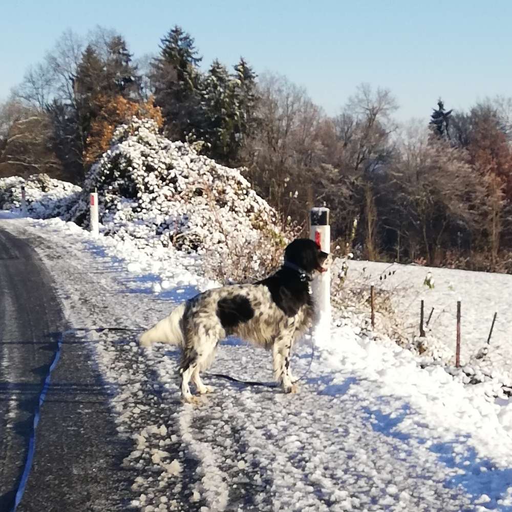 Hundetreffen-Jagdhunde treffen zum auspowern-Profilbild