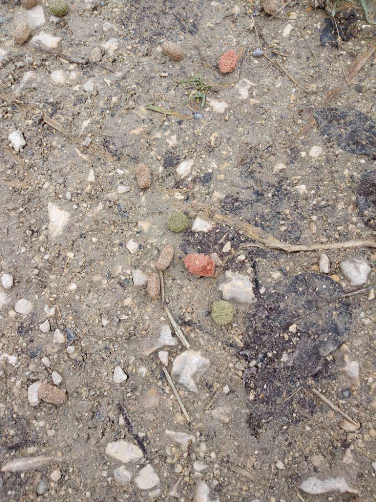 Giftköder-Tierfutter-Profilbild