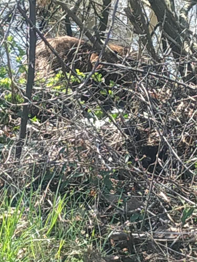 Giftköder-Weserradweg Nutria-Profilbild