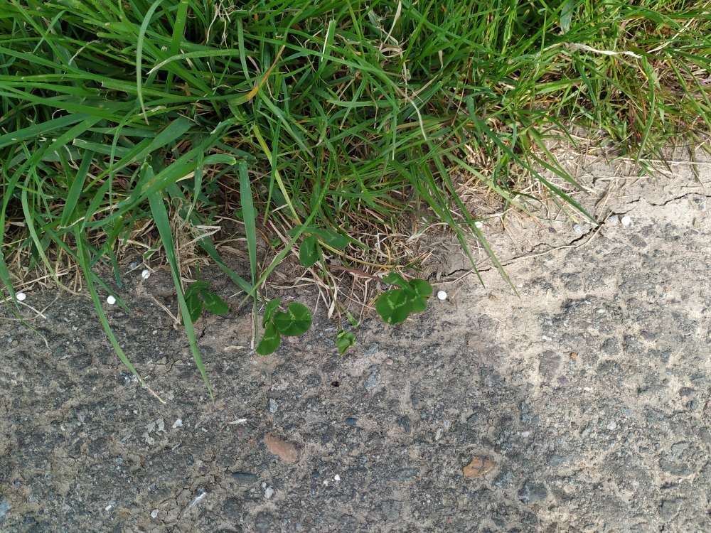 Giftköder-Düngerkügelchen - giftig-Profilbild