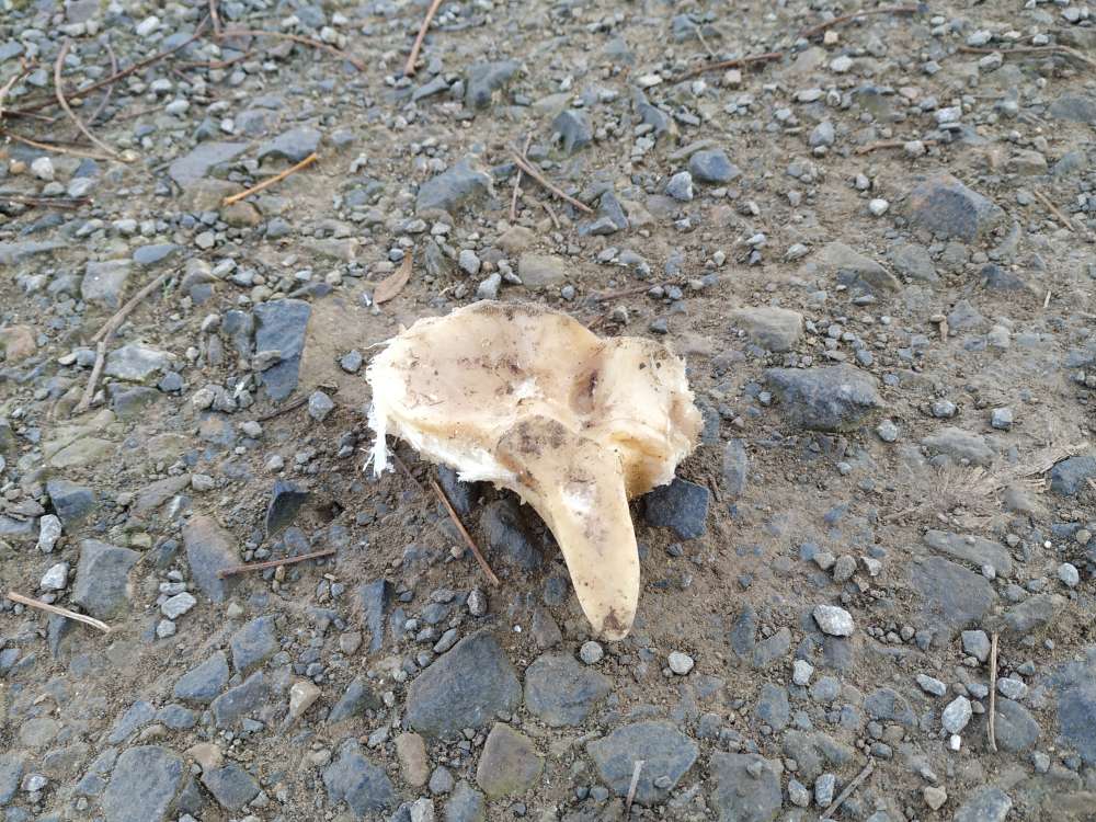 Giftköder-Knochen auf Weg...?!  Köder?!-Profilbild