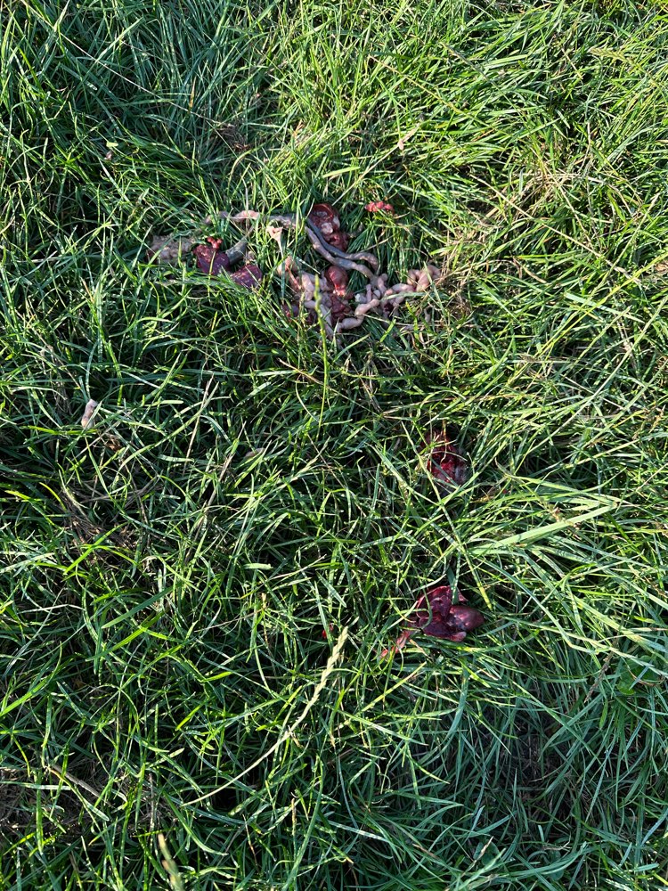 Giftköder-Innereien am Wegrand-Profilbild