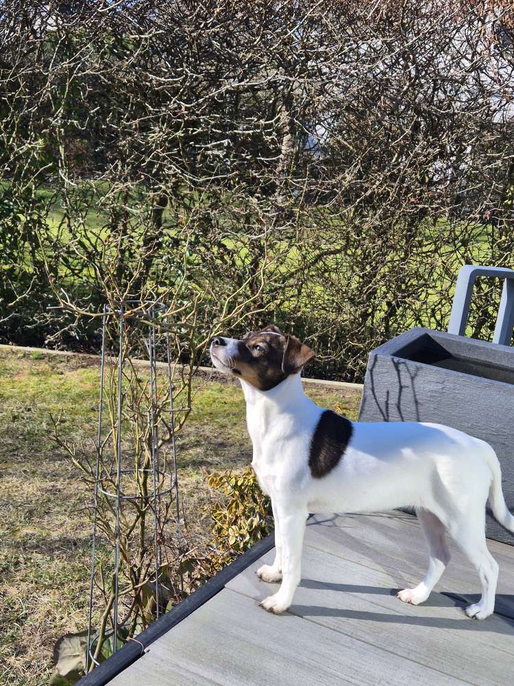 Hundetreffen-6 Monate alte Dansky sucht Anschluss-Profilbild