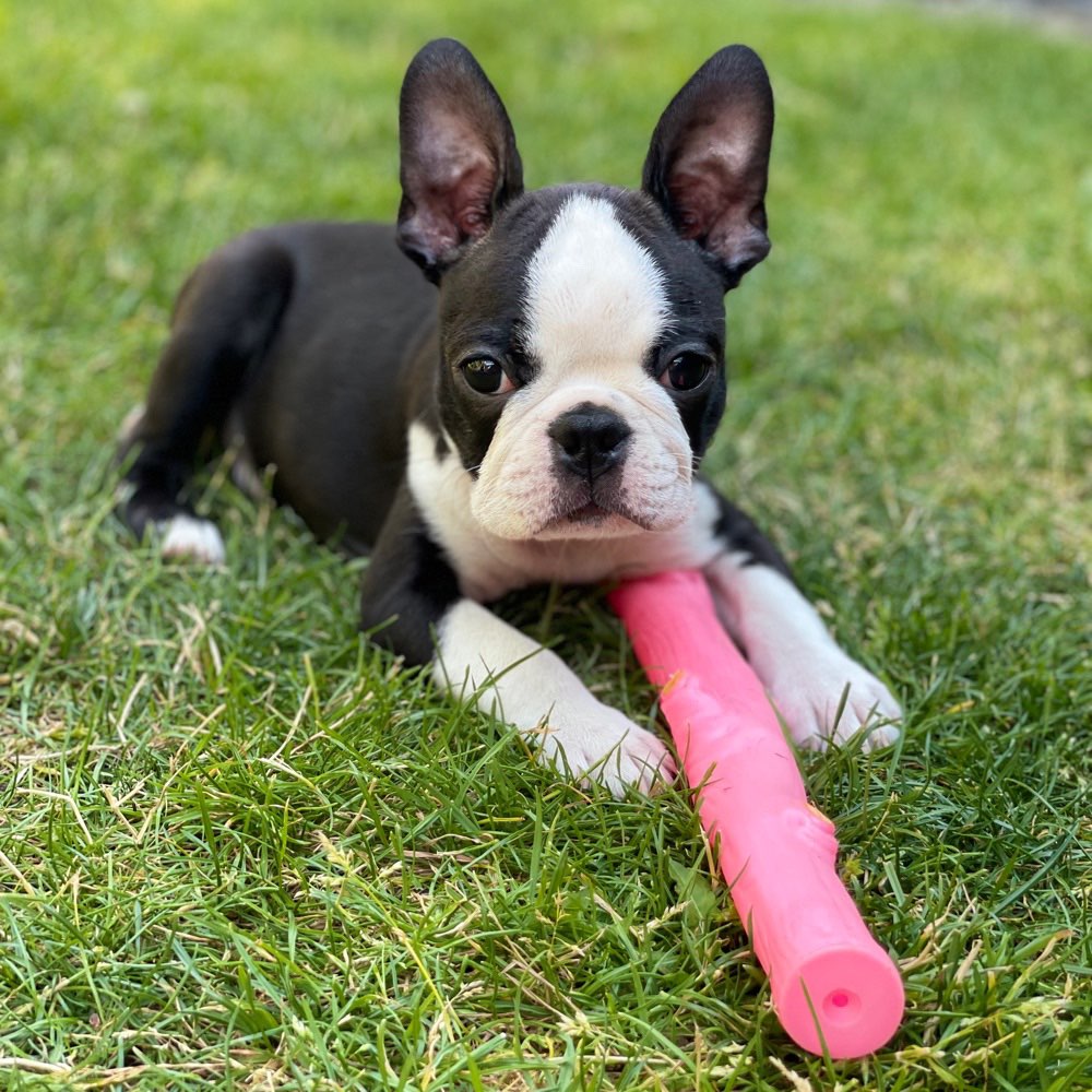 Hundetreffen-Welpentreffen oder Spielkumpel-Profilbild