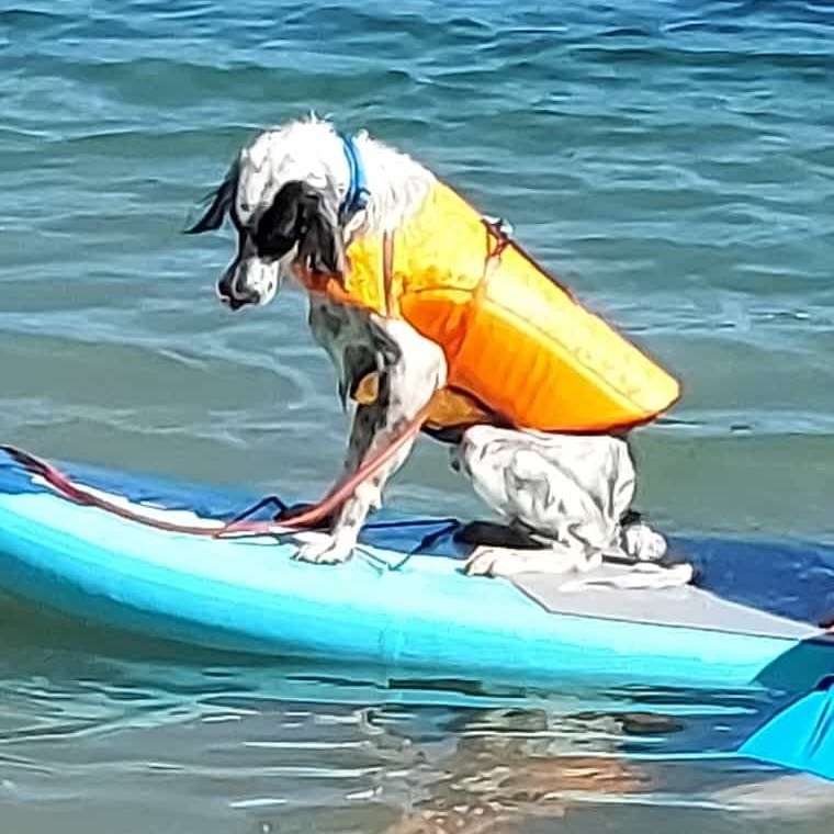 Giftköder-Wurst auf dem Weg-Profilbild