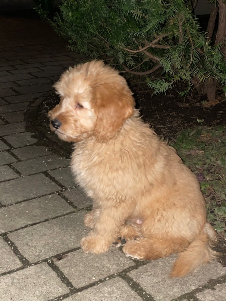 Hundetreffen-Welpentreffen am Karpfenteich im Treptower Park-Profilbild