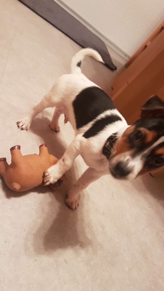 Hundetreffen-Treffen für kleine Hunde-Profilbild