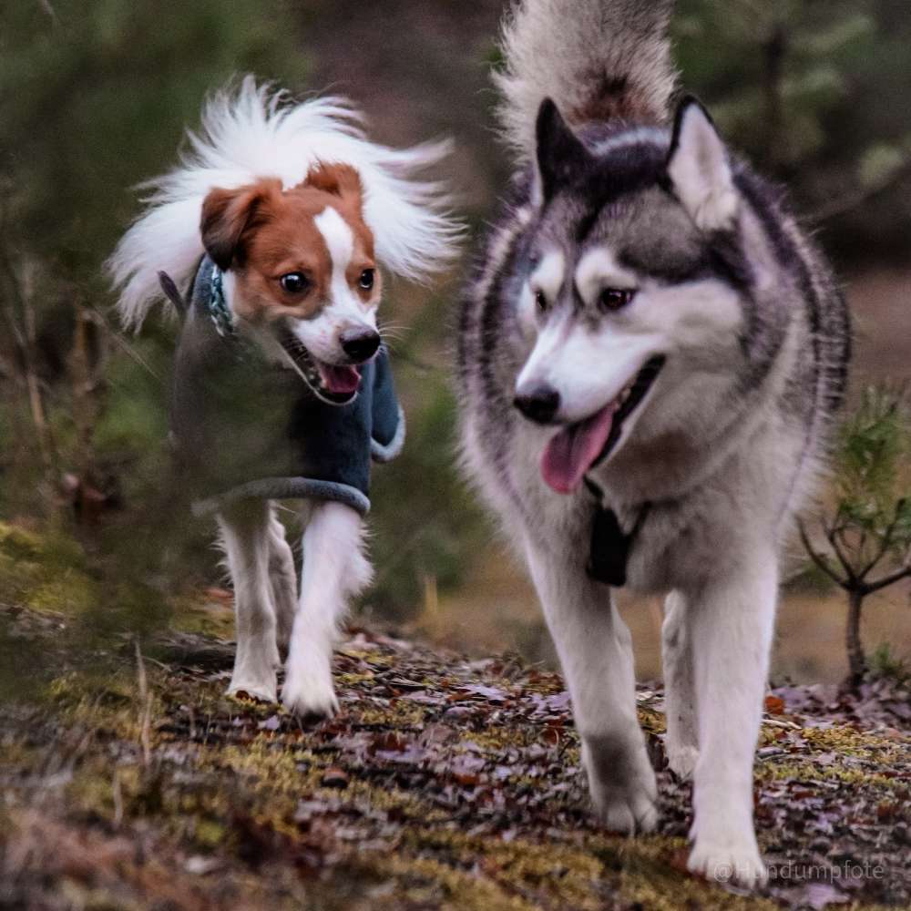 Hundetreffen-Social Walk-Profilbild