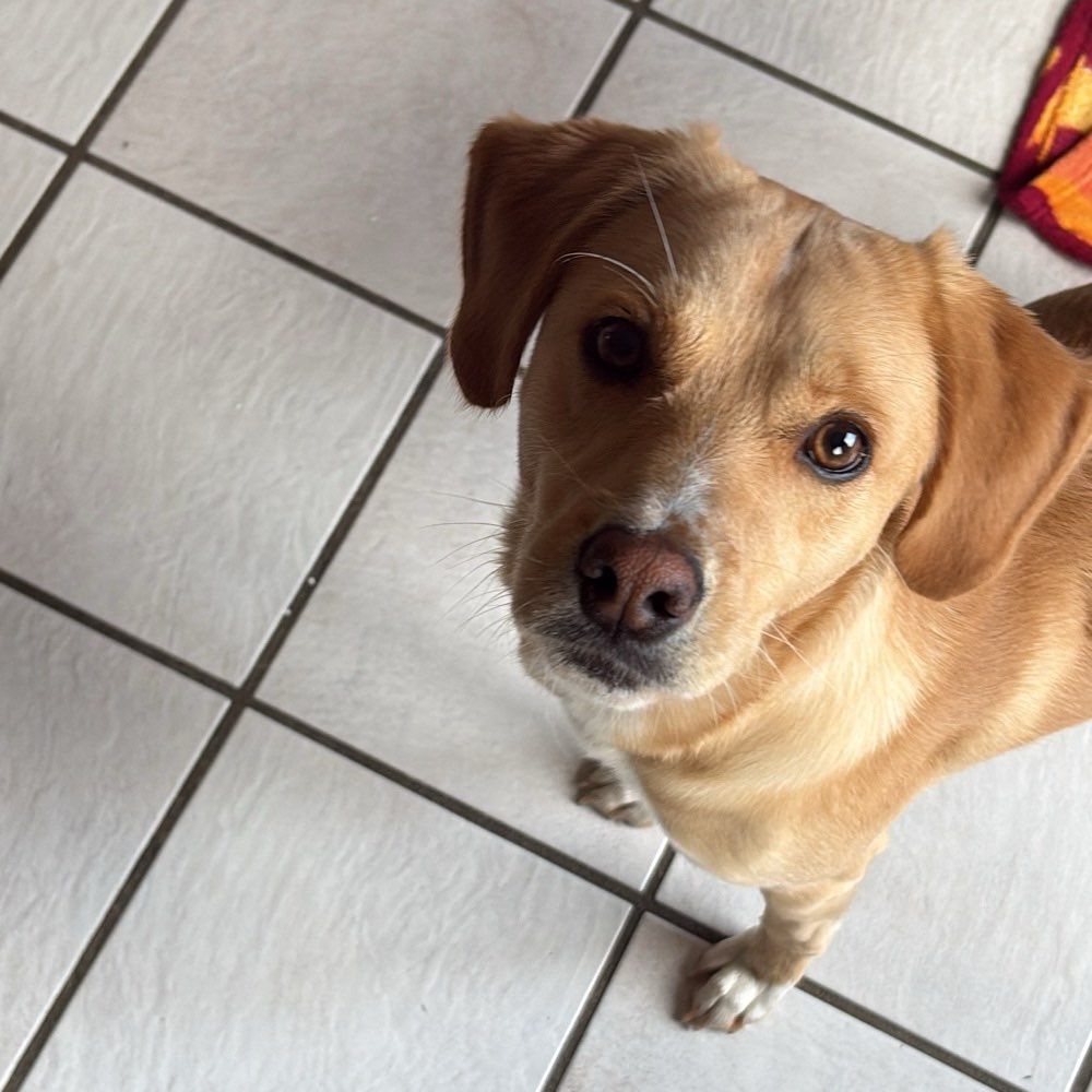 Hundetreffen-Suche jemanden zum Toben und Gassi gehen-Profilbild