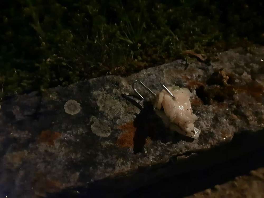 Giftköder-Giftköder mit Nägel-Profilbild