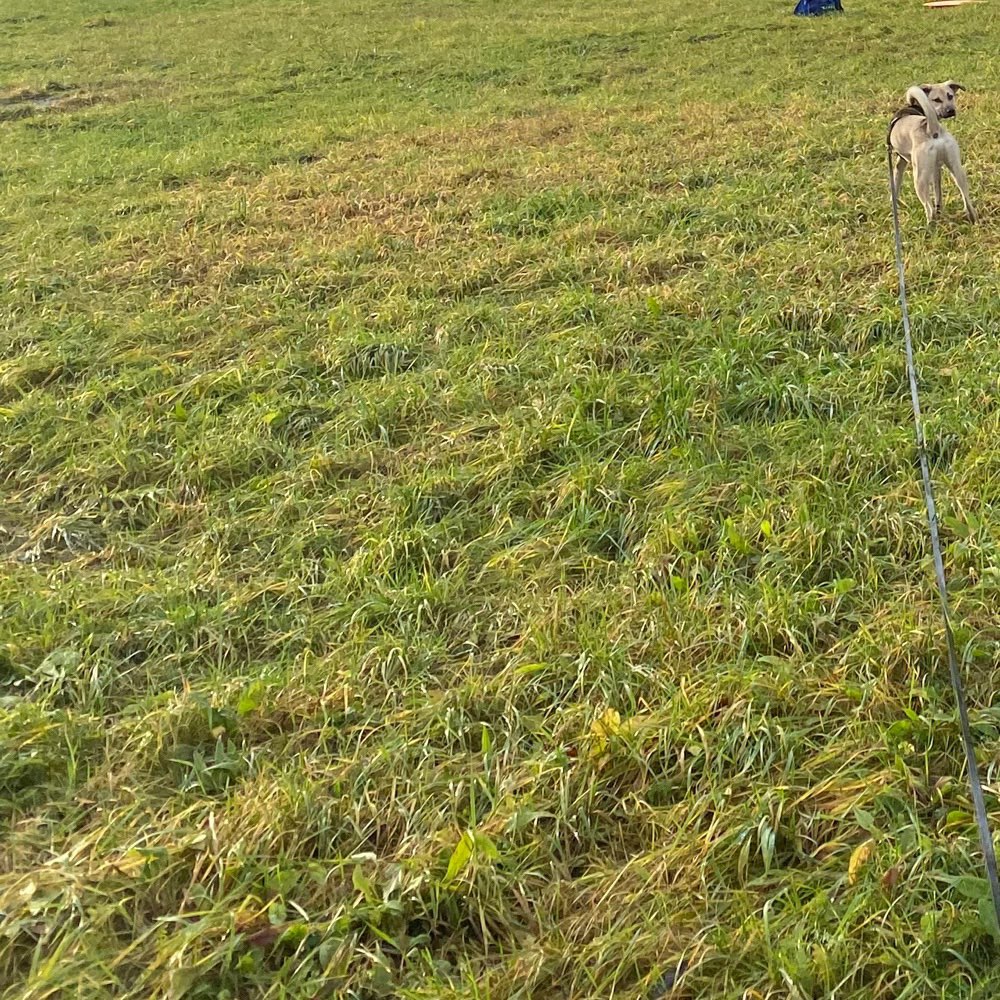 Hundetreffen-Gassi im schönen Bürgel :)-Profilbild