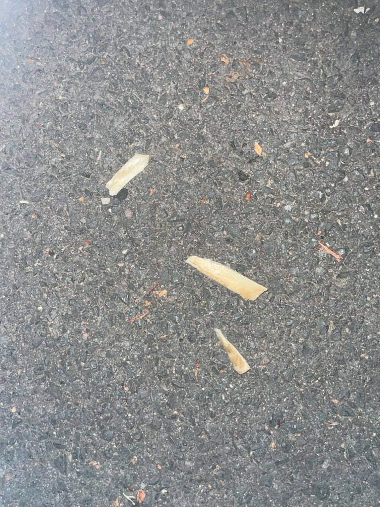 Giftköder-Knochenstücke-Profilbild