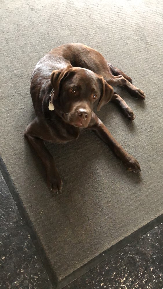 Hundetreffen-Spielpartner für große bis mittelgroße Hunde-Profilbild