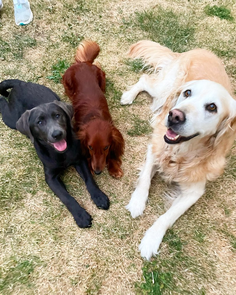 Hundetreffen-Spieletreffen rundum Meiningen/Erfurt-Profilbild