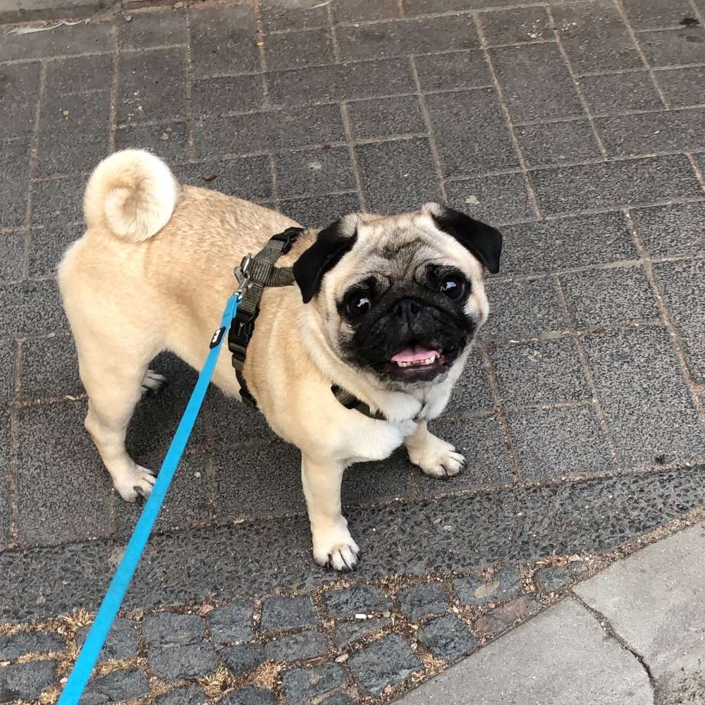 Hundetreffen-Gala sucht neue Spielgefährten-Profilbild