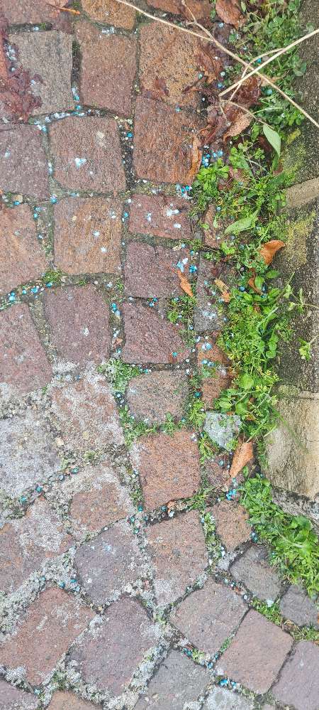 Giftköder-Blaues Gift-Profilbild