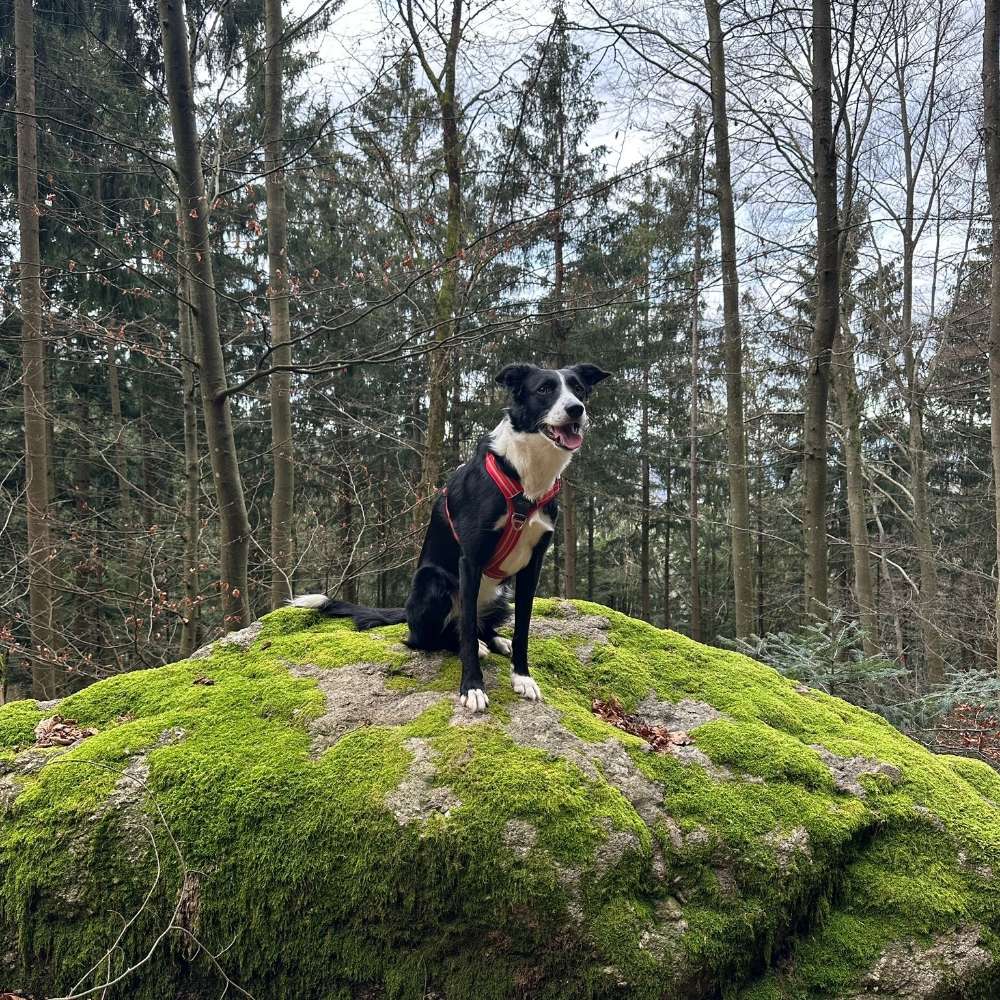 Hundetreffen-Spaziergang und Wanderungen-Profilbild