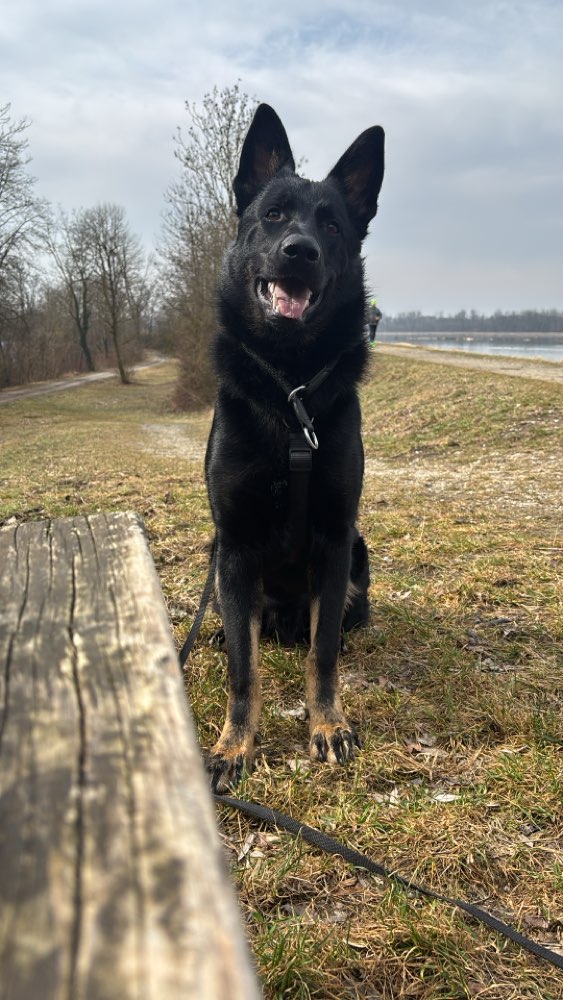 Hundetreffen-Gemeinsame Gassirunde & Training für aktive Hunde 🐾-Profilbild