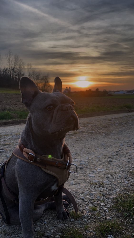 Hundetreffen-Trainingsbuddy & Hundefreund gesucht 🫶🏼-Profilbild