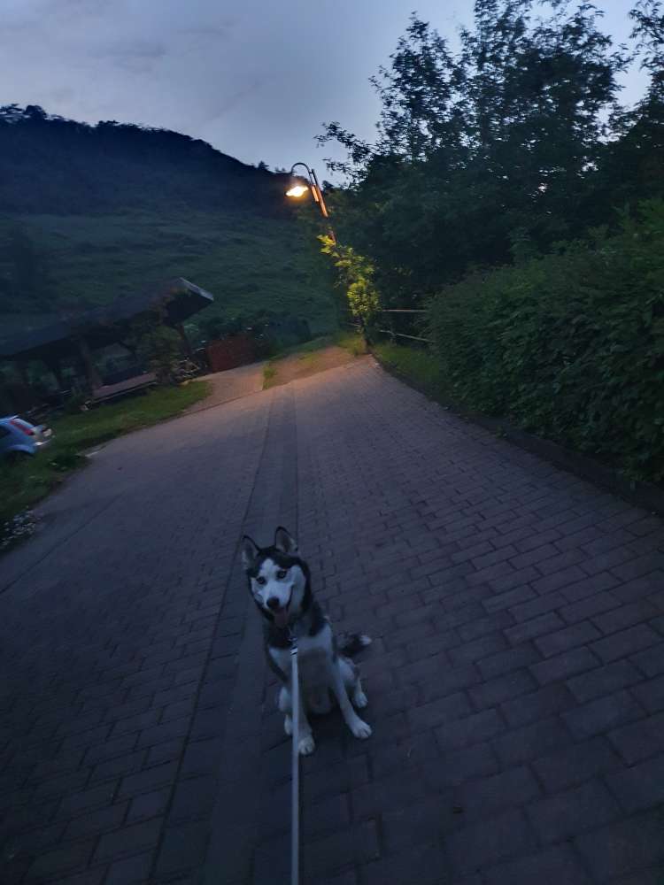 Hundetreffen-Suche Dog sharing Partner für einen Husky-Profilbild