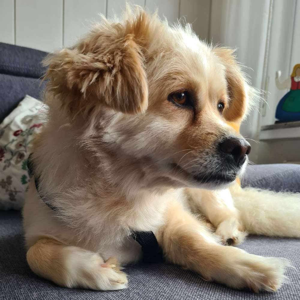 Hundetreffen-Hundetreff/ Gassi Runde-Profilbild