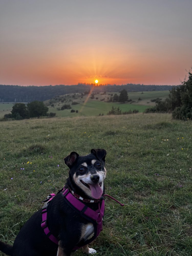 Hundetreffen-Gemeinsames spazieren gehen-Profilbild