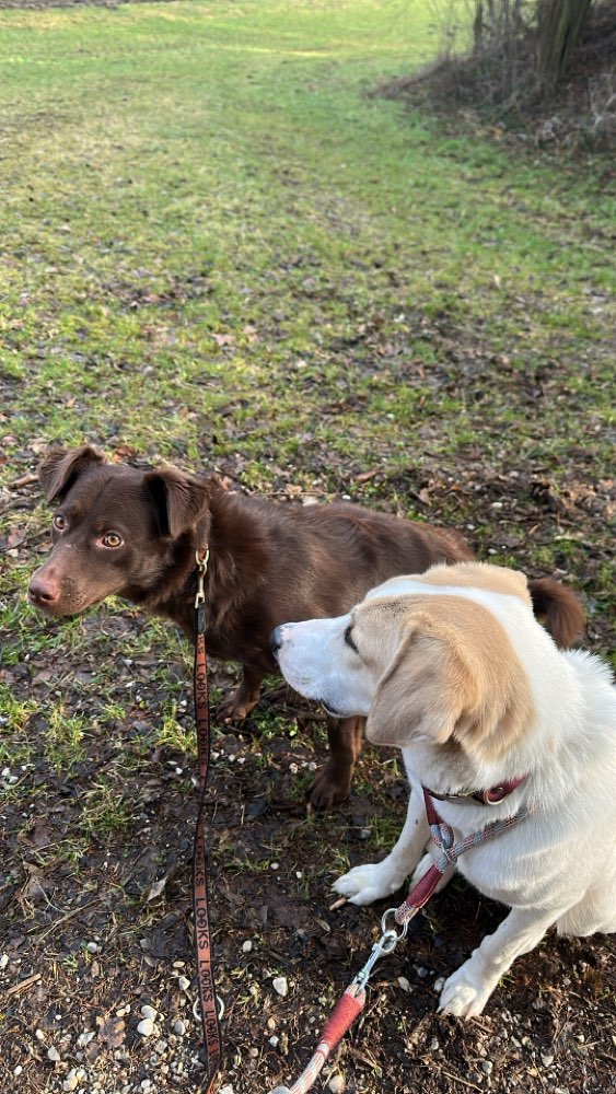 Hundetreffen-Spieletreffen im Hundepark-Profilbild