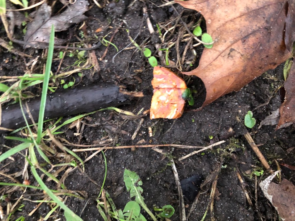 Giftköder-Kleine Salamistückchen auf dem Friedhof-Profilbild