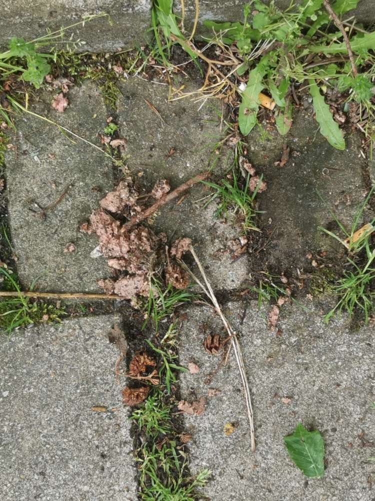 Giftköder-Giftköder-Profilbild