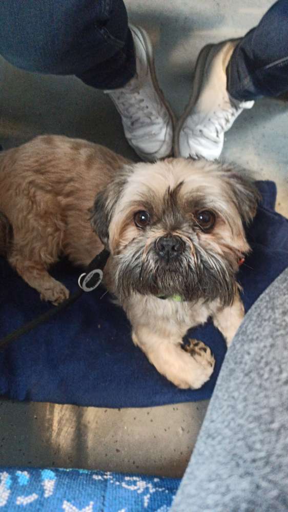 Hundetreffen-Hundespaziergang/Social Walk/Hundebegegnungen-Profilbild