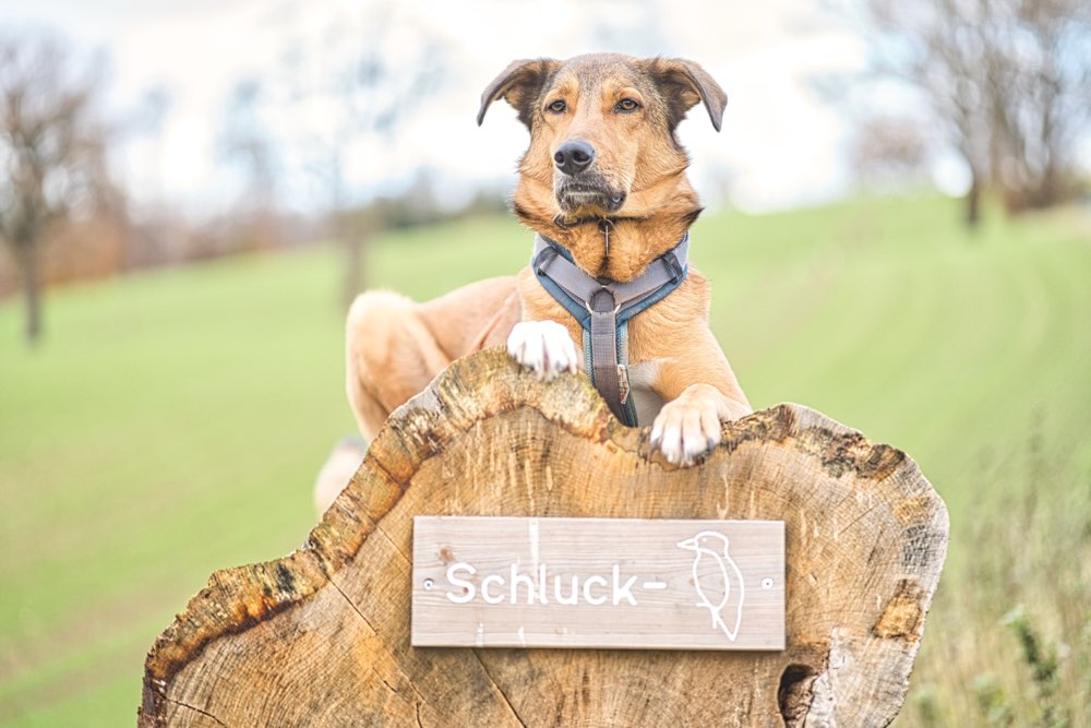 Hundetreffen-Buddy sucht neue Kumpels zum austoben 😁-Profilbild
