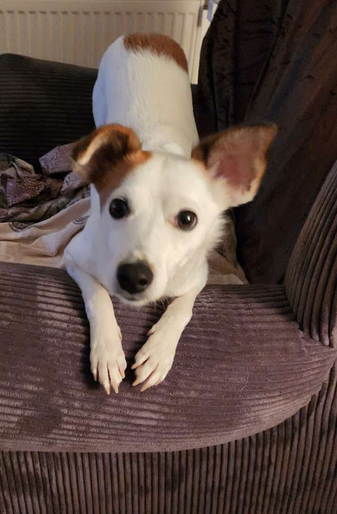 Hundetreffen-Social Walk-Profilbild