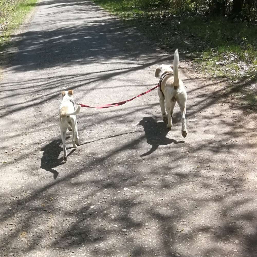 Hundetreffen-Social Walk-Profilbild