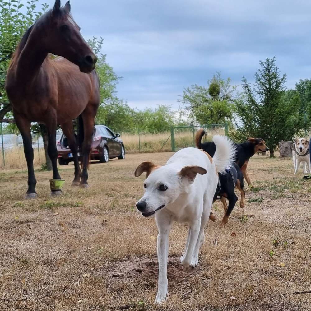 Hundetreffen-Fellnasen im Garten toben lassen-Profilbild