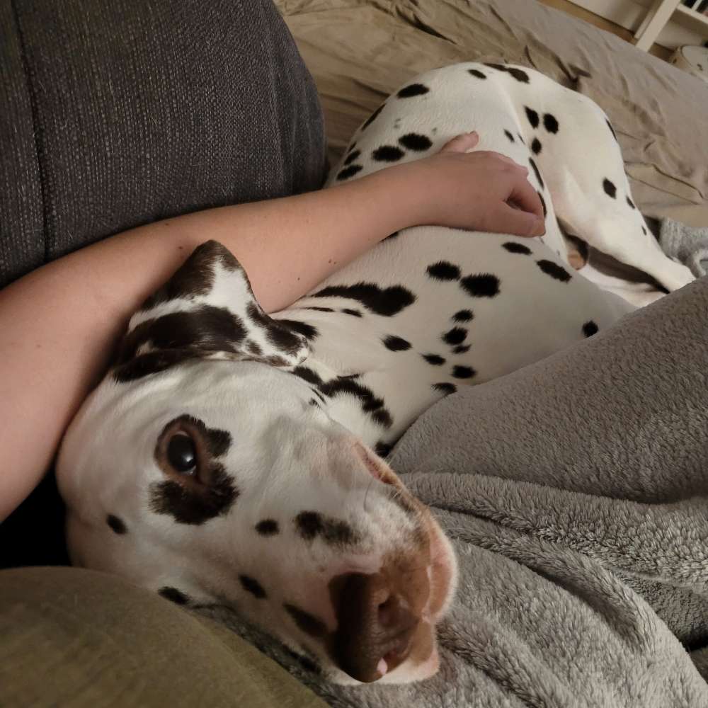 Hundetreffen-Dalmatiner Gleichgesinnte gesucht-Profilbild
