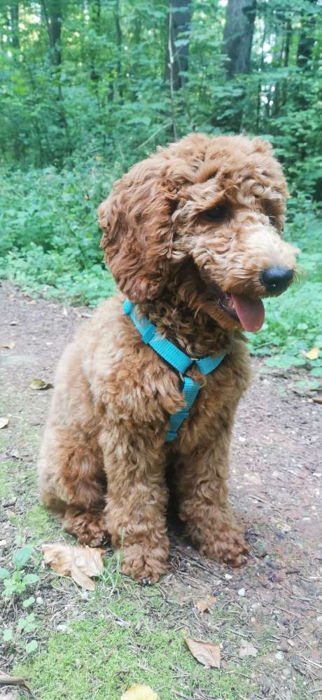 Hundetreffen-Spieltreffs oder Gassirunden-Profilbild