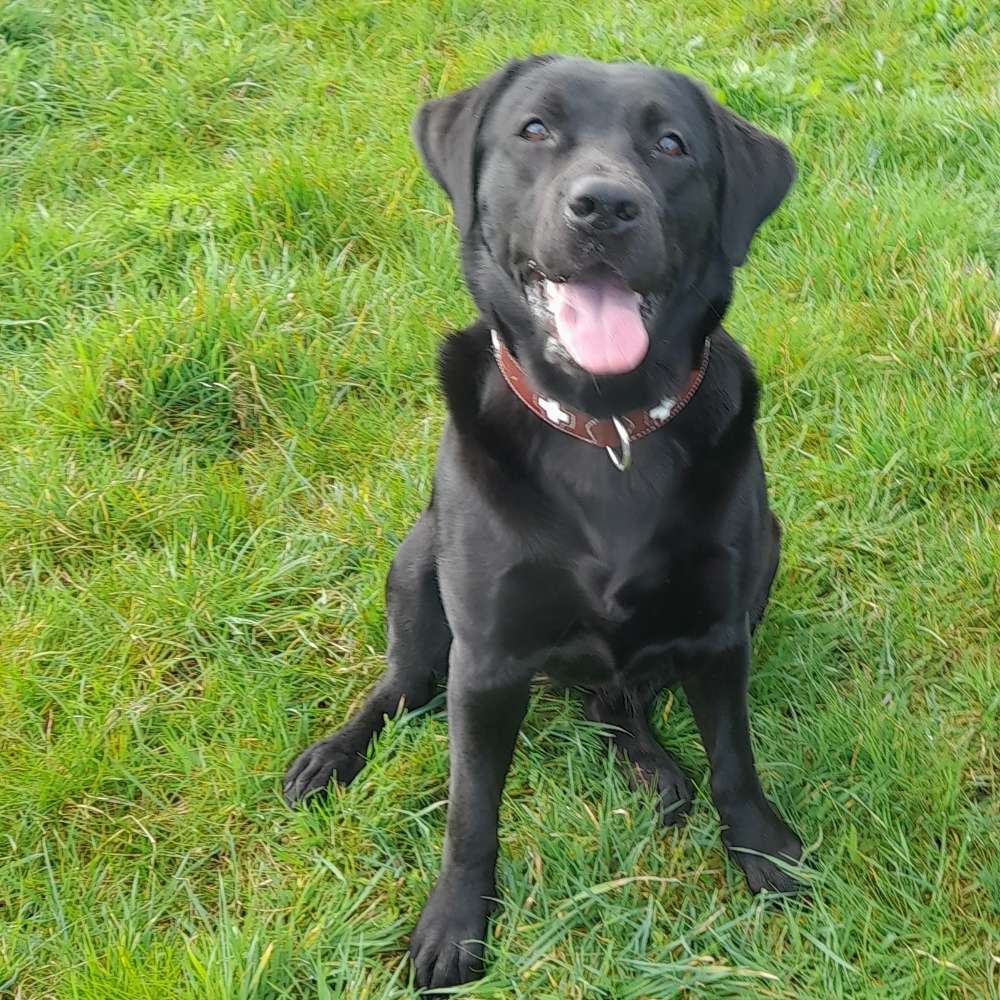 Hundetreffen-Junghund treffen in der Westhovener Aue-Profilbild