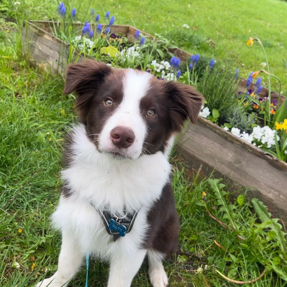 Hundetreffen-Trainingspartner gesucht-Profilbild