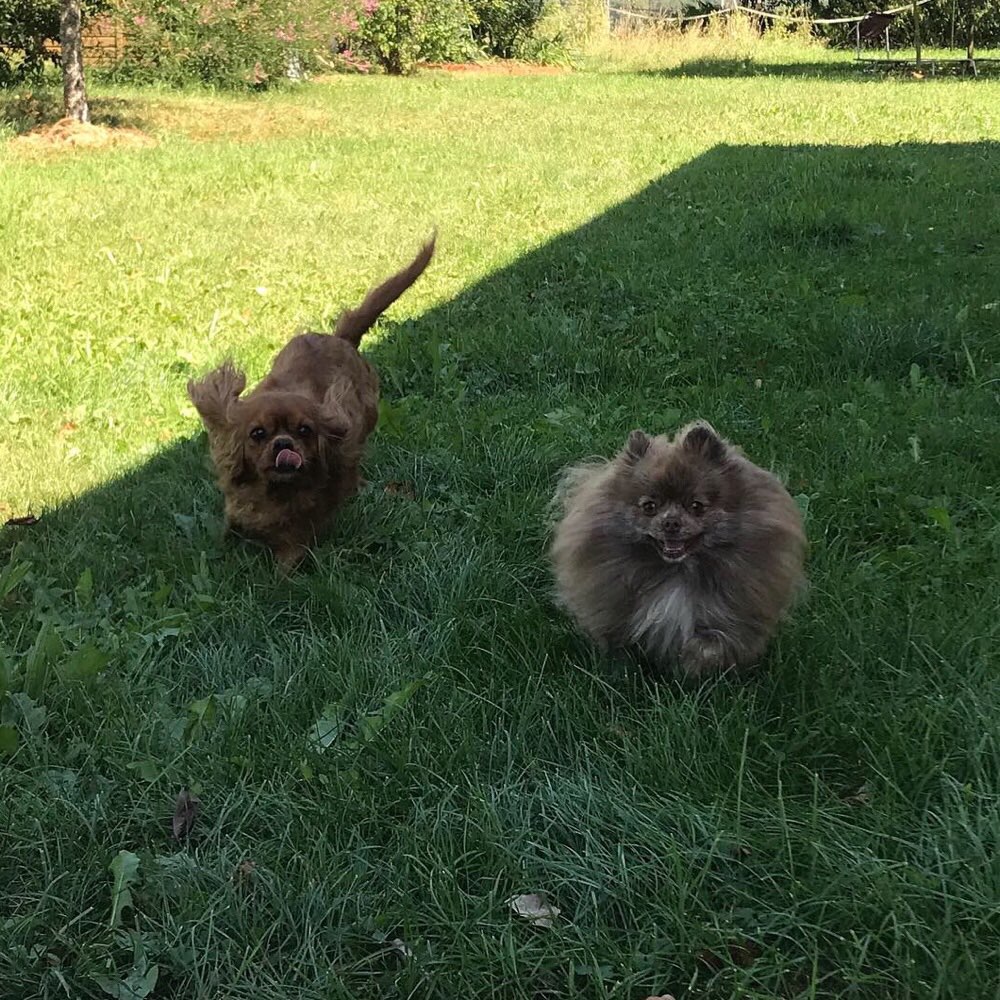 Hundetreffen-Kleinhunde zum kennenlernen gesucht-Profilbild