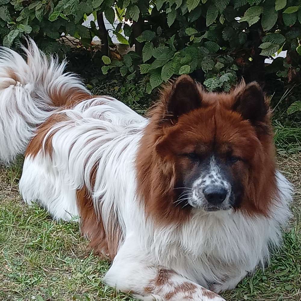 Hundetreffen-Spielen, eingezäunten Platz in Kerpen-Manheim-Profilbild