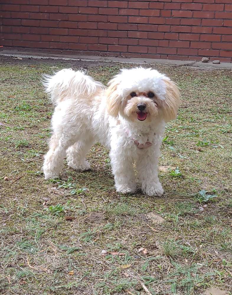 Hundetreffen-Welpen und Kleinehundetreffen-Profilbild